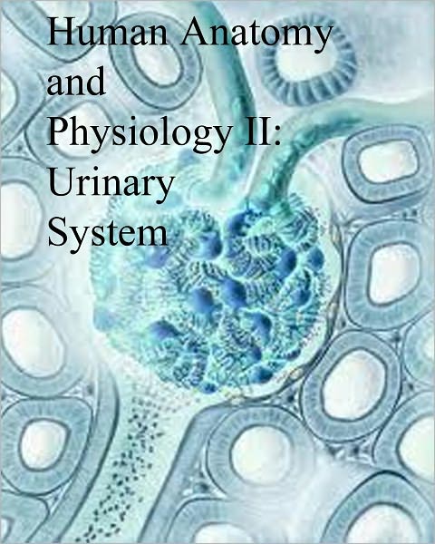 Human Anatomy and Physiology II: Urinary System
