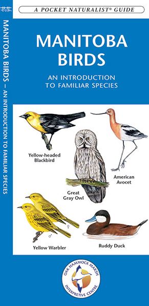 Manitoba Birds: An Introduction to Familiar Species