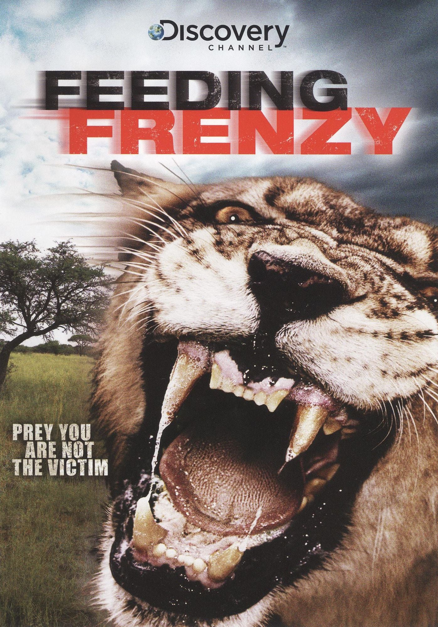 Feeding Frenzy