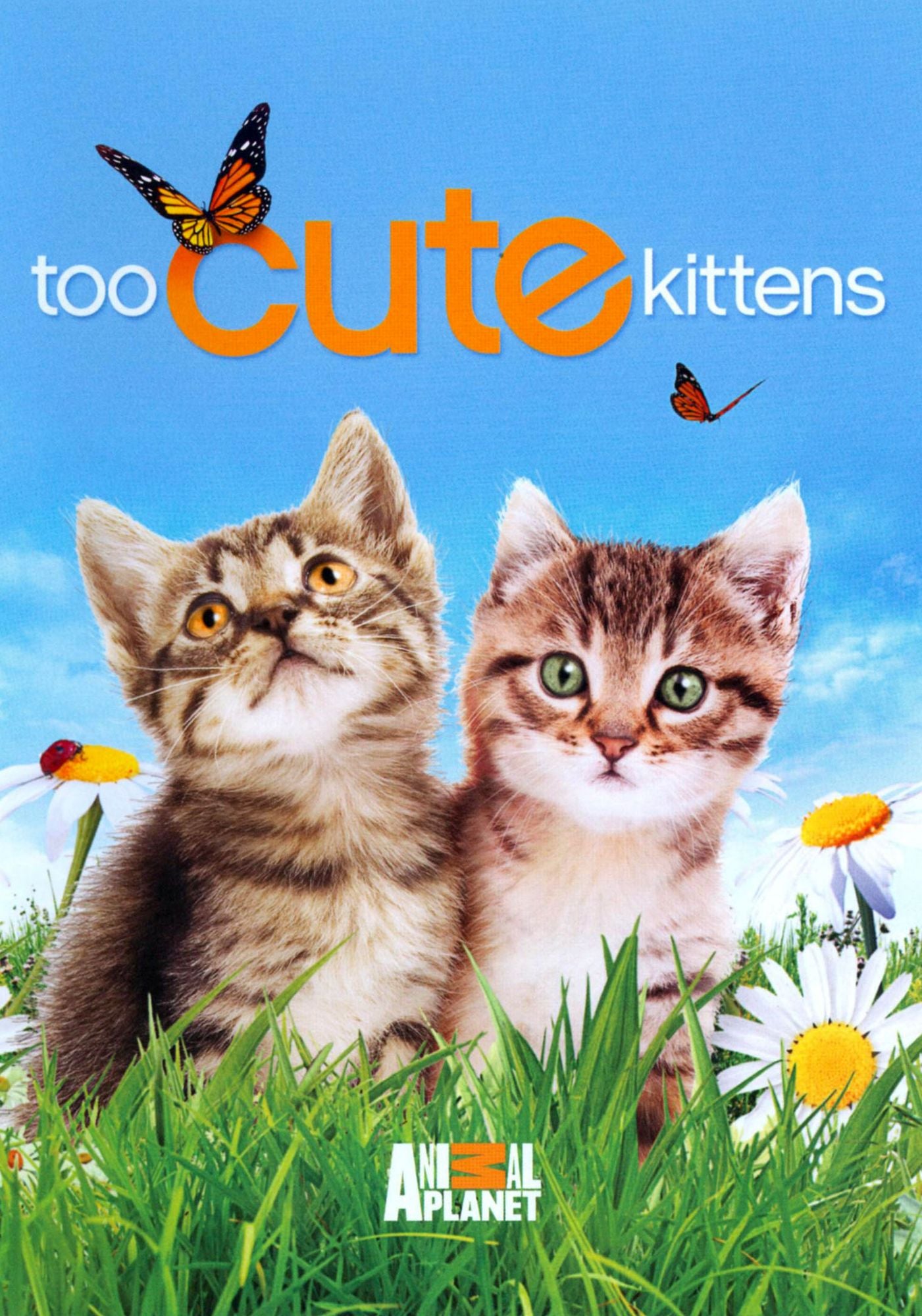 Too Cute! Kittens