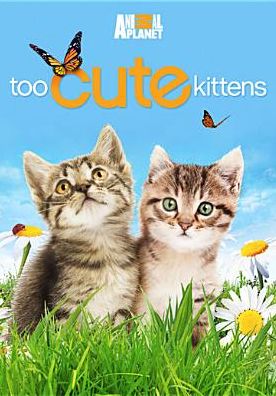Too Cute! Kittens