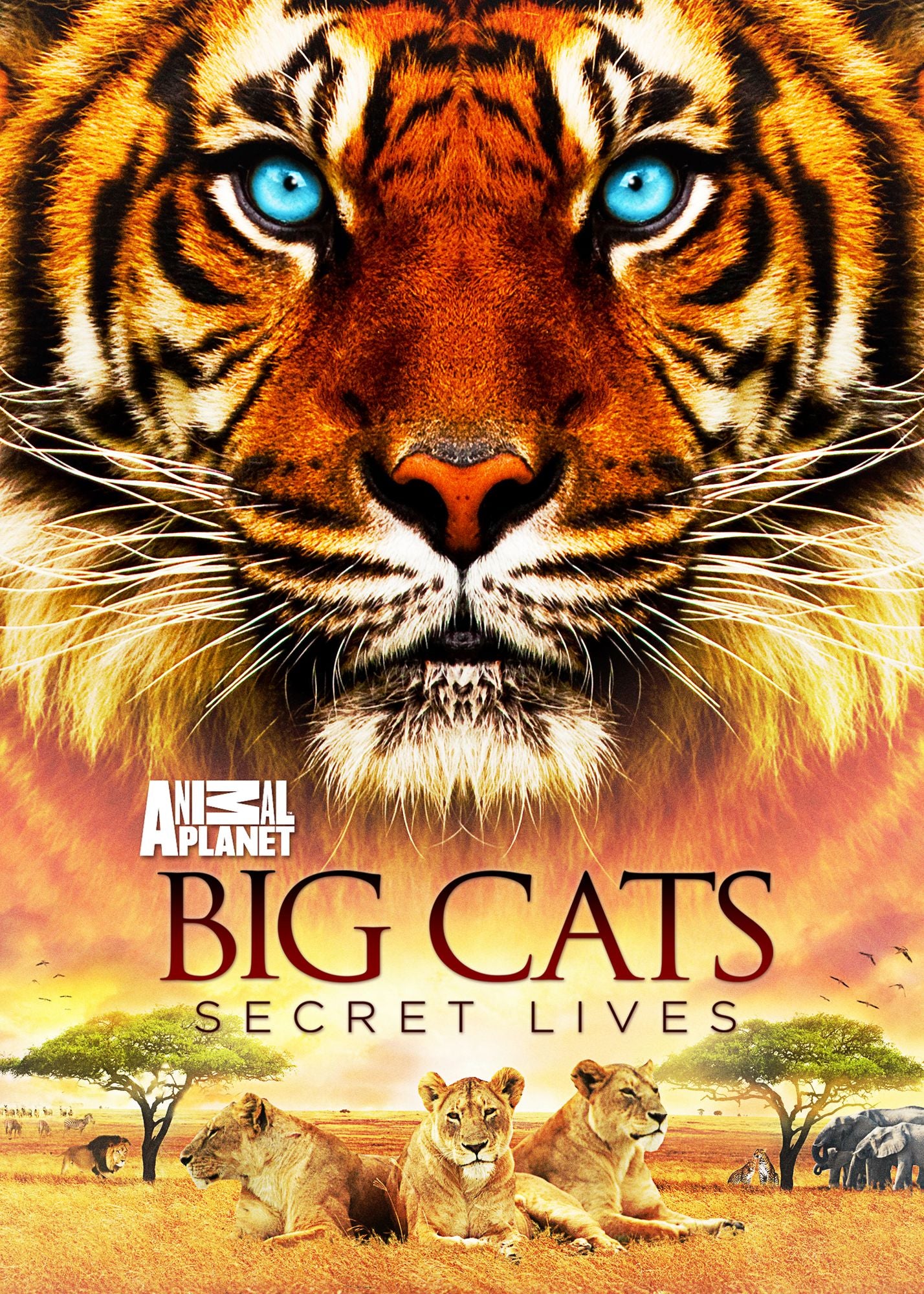 Big Cats: Secret Lives