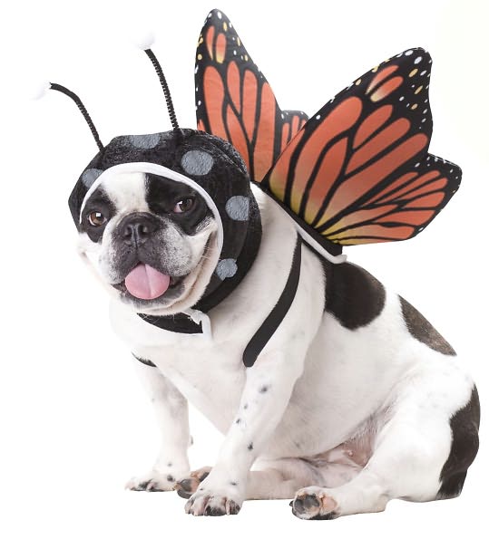 California Costumes ap-cost-butt-xsm x-SMALL- Animal Planet Butterfly Dog Costume