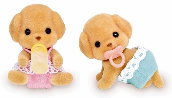 Toy Poodle Twins