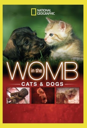 In The Womb: Cats & Dogs