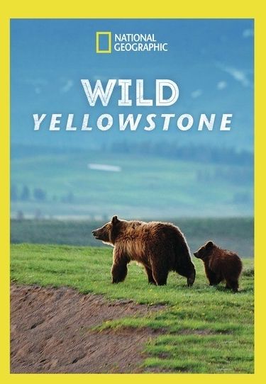 Wild Yellowstone