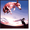 Flying Dog