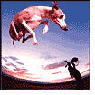 Flying Dog