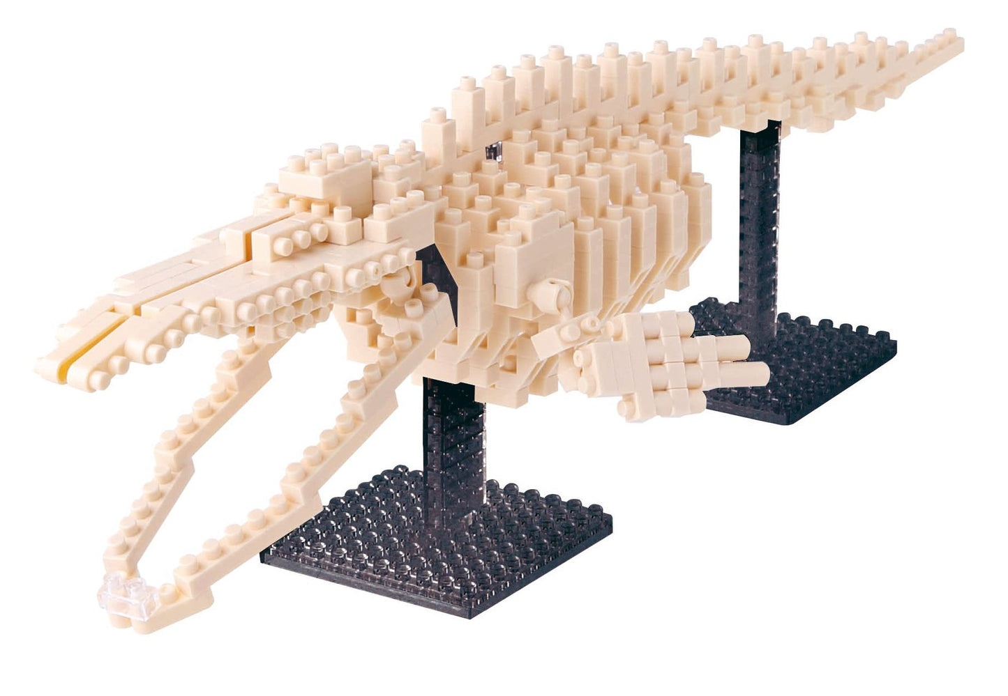 Whale Skeleton