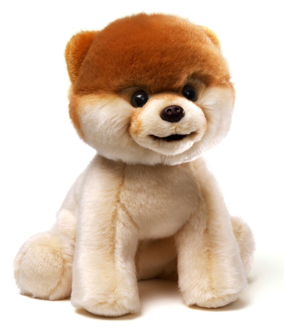 Boo, the World's Cutest Dog