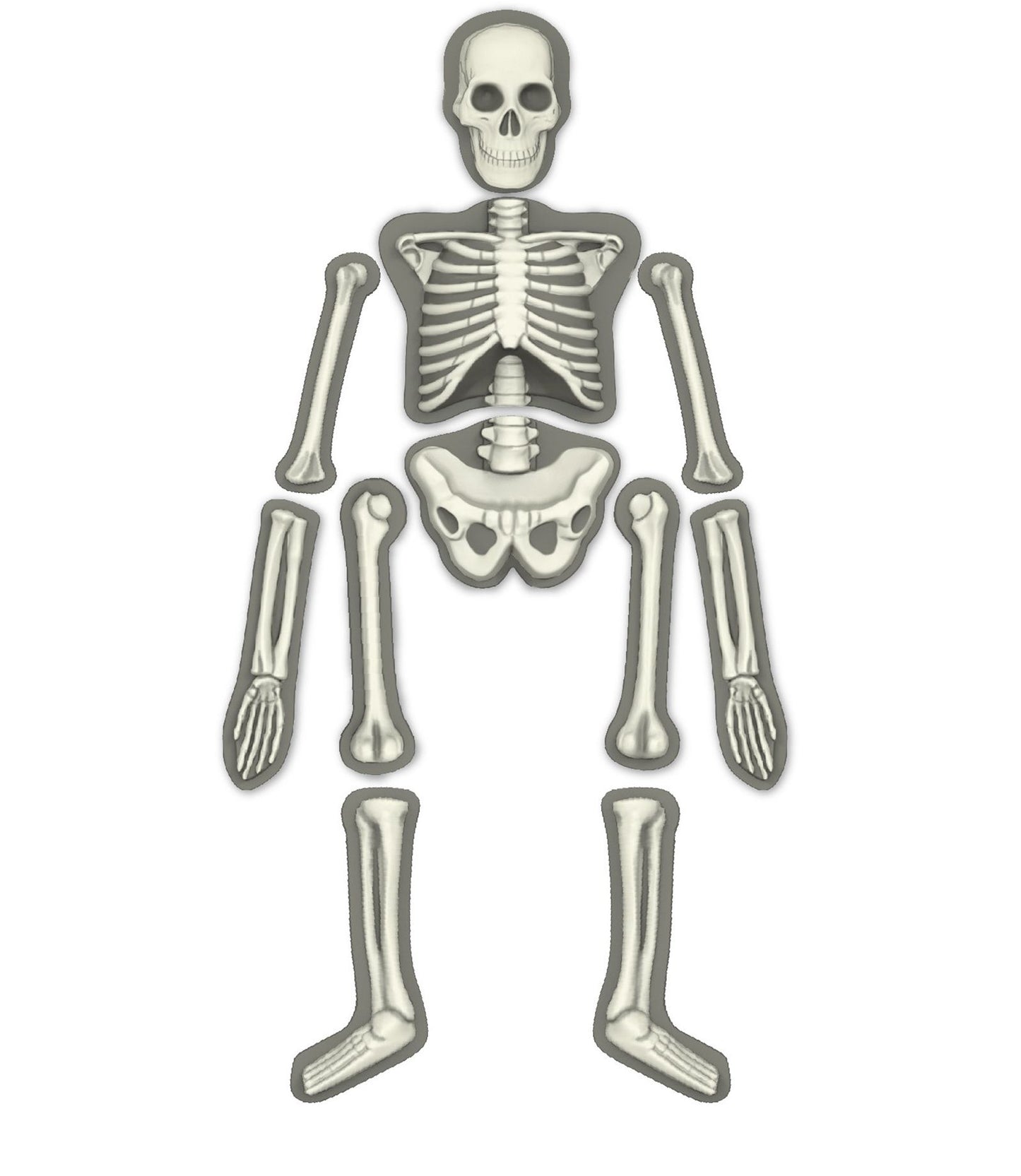 4M Glow Human Skeleton Science Kit