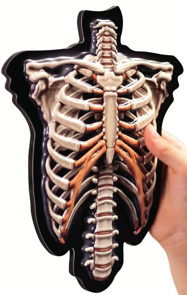 Hands-On 3-D Demonstration Magnets Skeleton