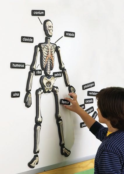 Hands-On 3-D Demonstration Magnets Skeleton
