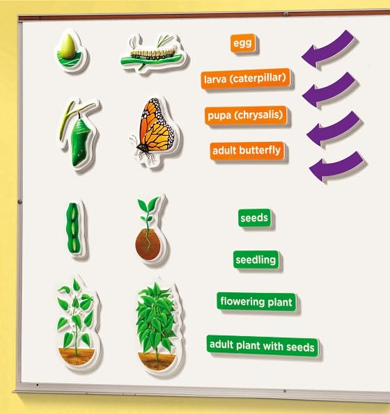 Hands-On 3-D Demonstration Magnets Life Cycle