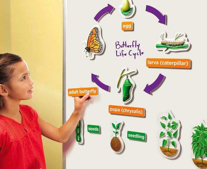 Hands-On 3-D Demonstration Magnets Life Cycle