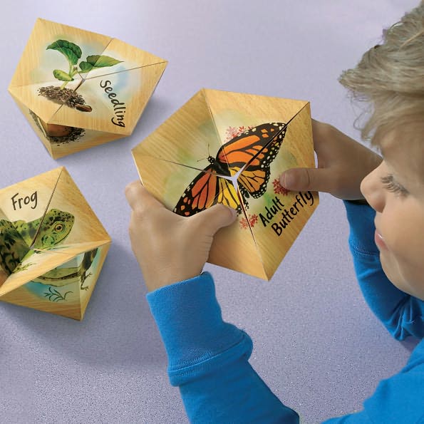 Lifecyclers Butterfly, Frog, And Plant