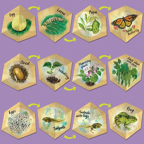 Lifecyclers Butterfly, Frog, And Plant