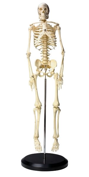 Human Skeleton Model