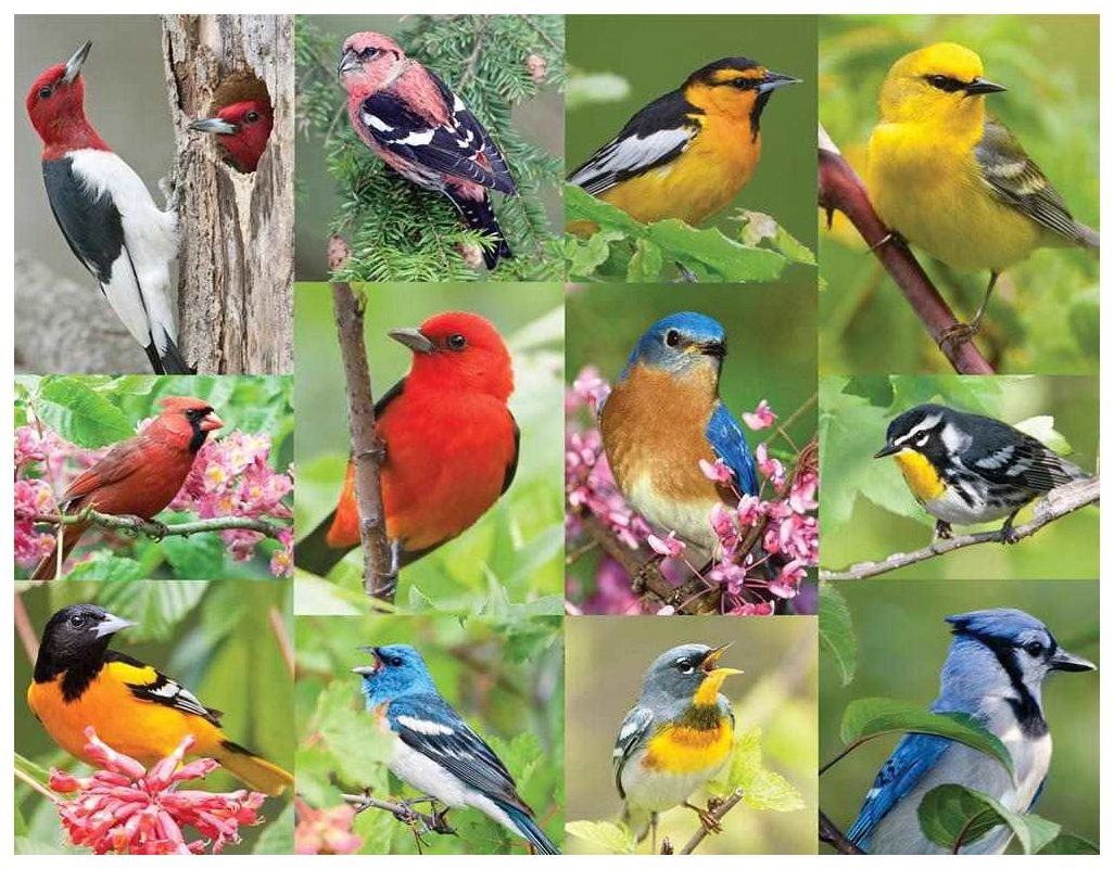 Birds of a Feather 36 Piece Jigsaw Puzzle