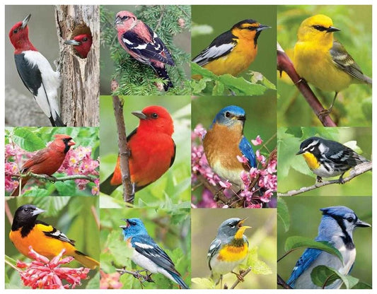 Birds of a Feather 36 Piece Jigsaw Puzzle