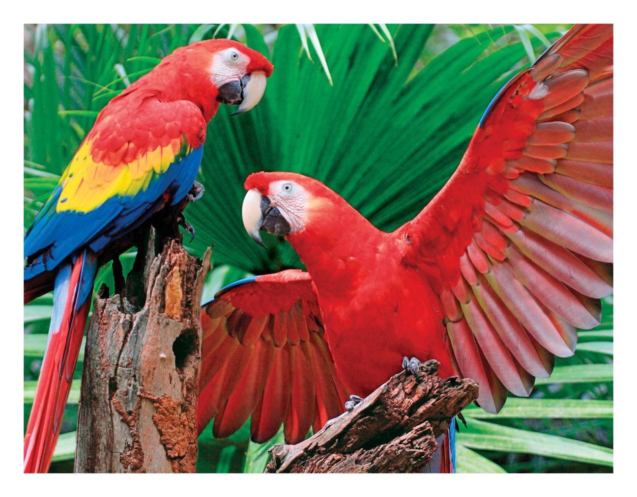 Springbok Puzzles 33-70541 Scarlet Macaw, 400 Piece Jigsaw Puzzle