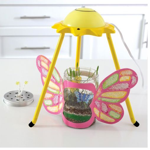 Butterfly Terrarium
