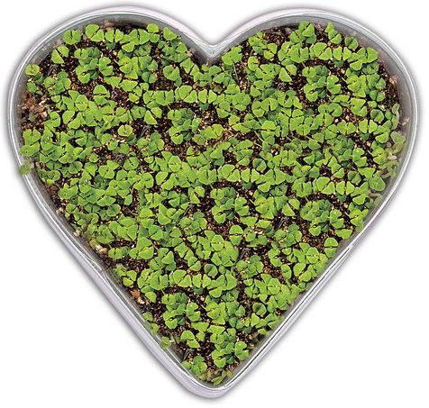 Grow a Little Love