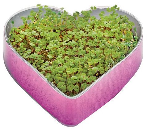 Grow a Little Love
