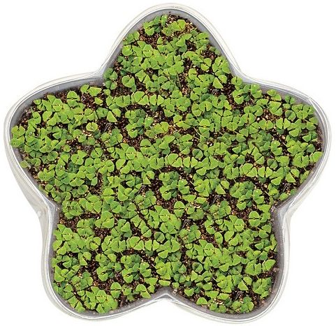 Grow a Little Star