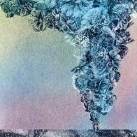 Carnation