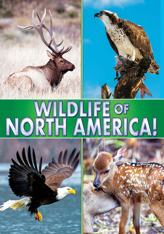 Wildlife of North America!