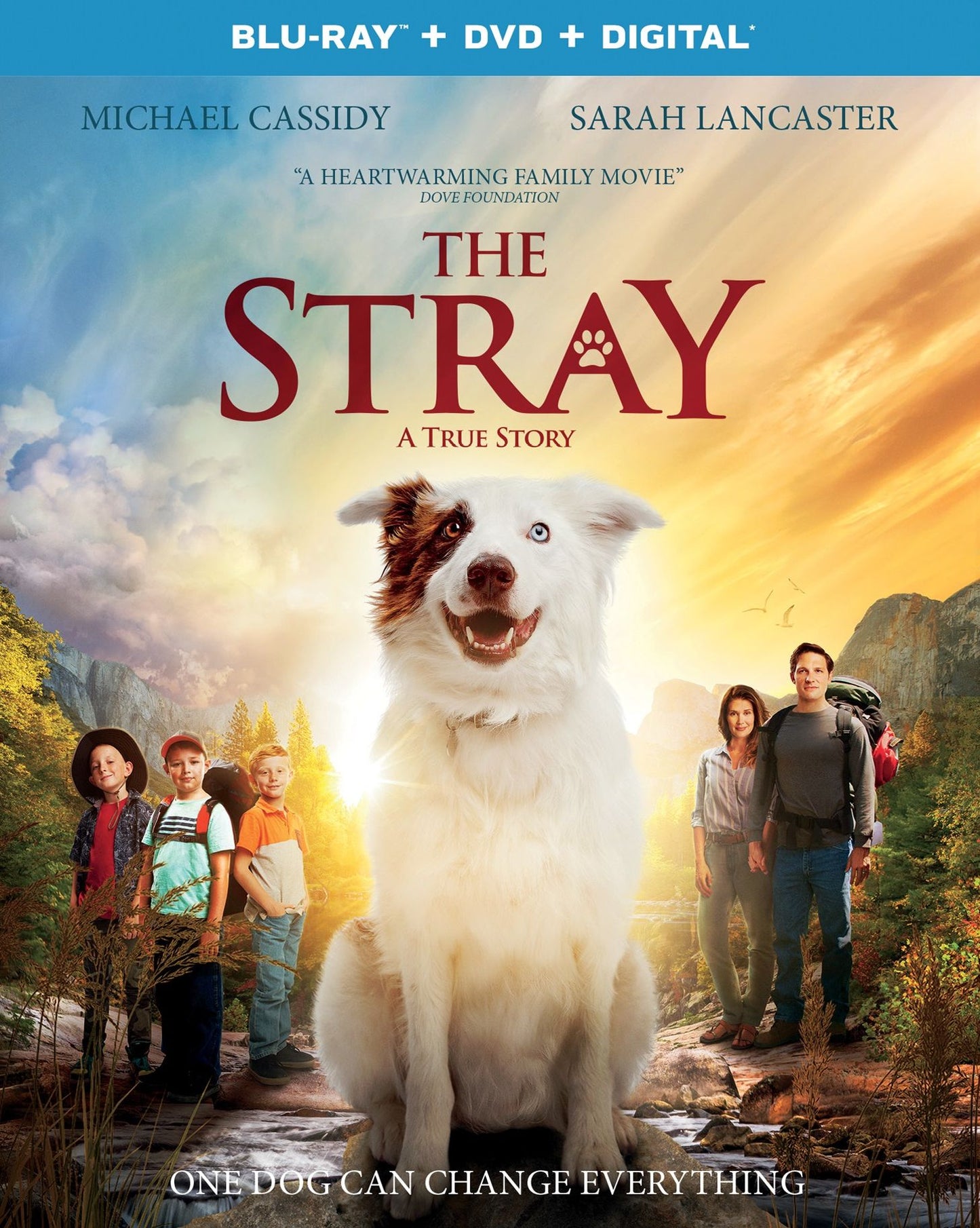 Stray (2Pc Br W/dvd Dhd)
