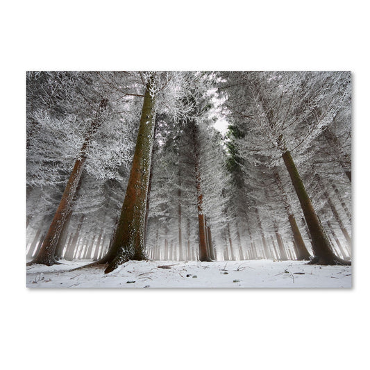 Dragisa Petrovic 'Morning In The Forest' Canvas Art