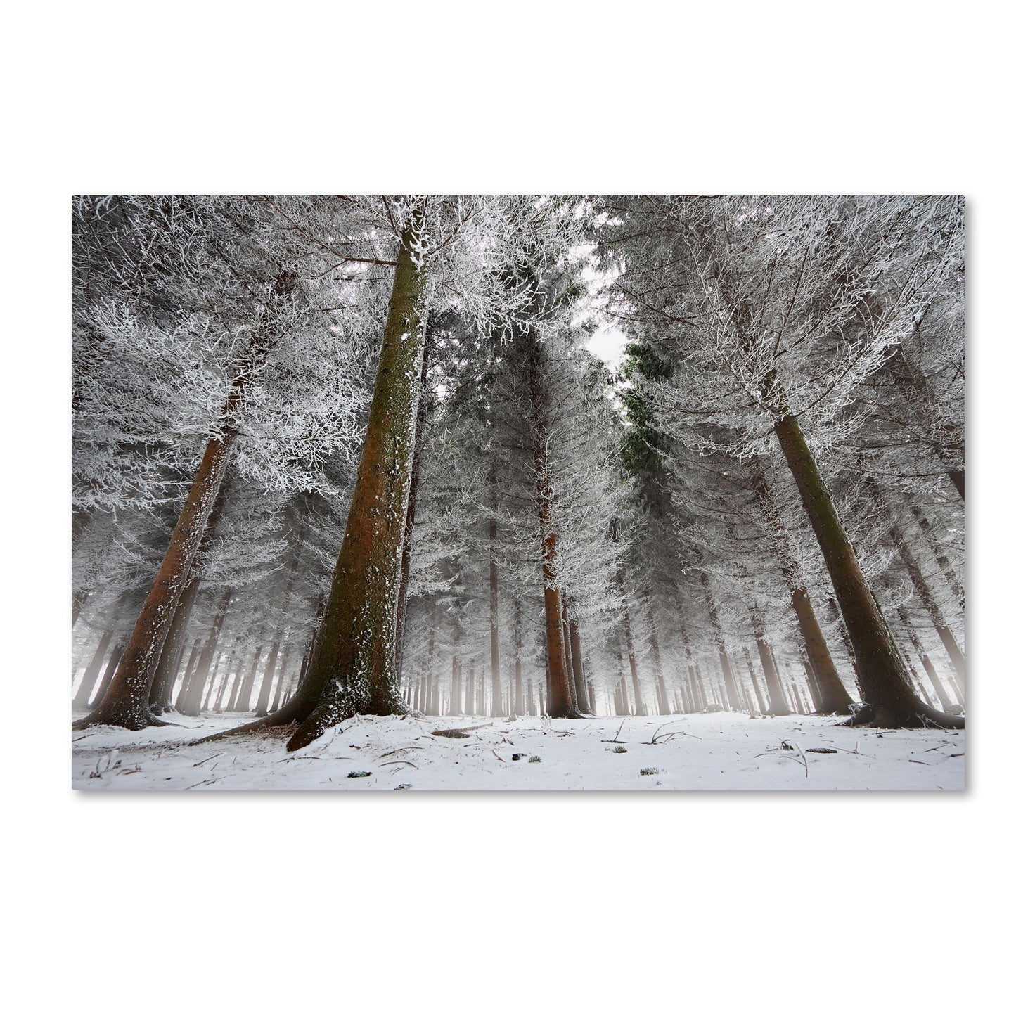 Dragisa Petrovic 'Morning In The Forest' Canvas Art