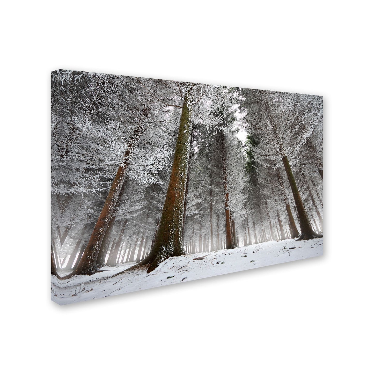 Dragisa Petrovic 'Morning In The Forest' Canvas Art