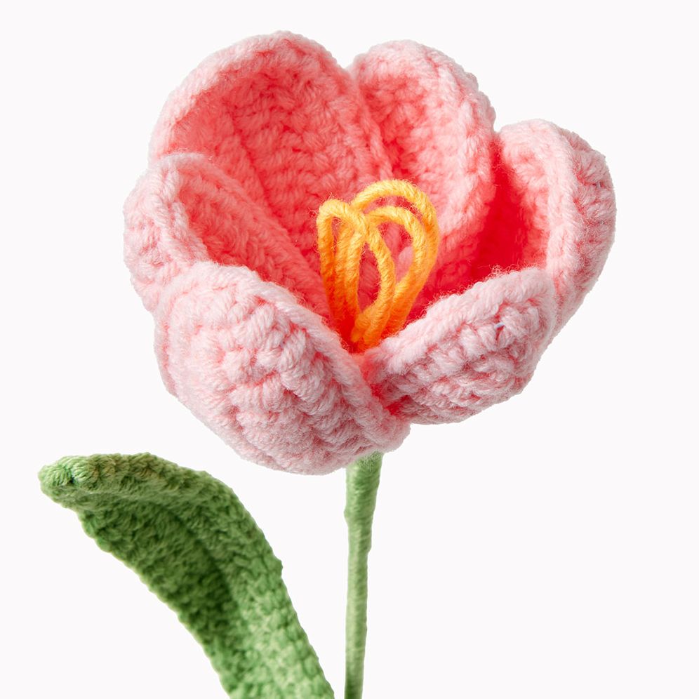 Light Pink Tulip