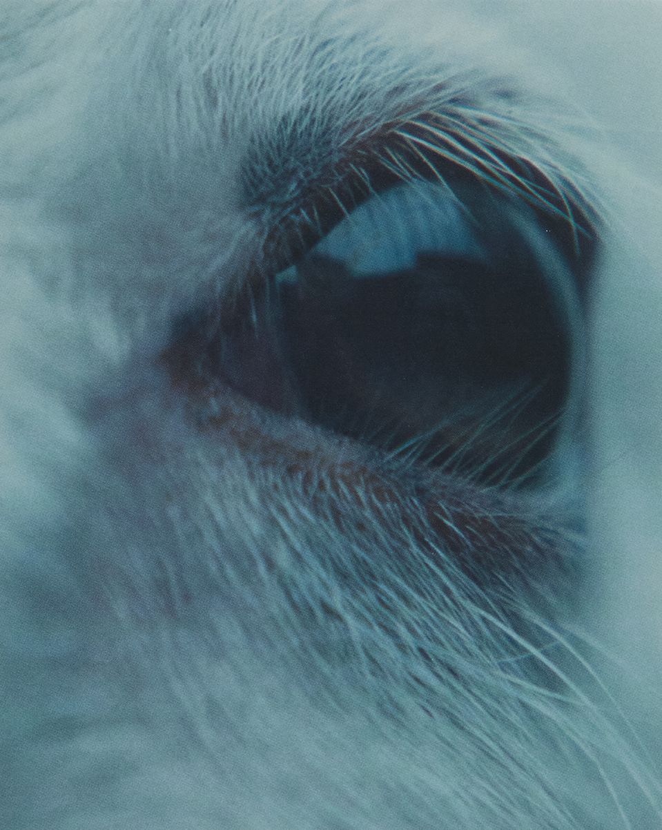 Lamb [4K UHD]