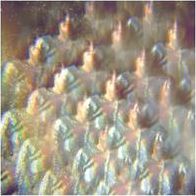 Into the Diamond Sun [+CD]
