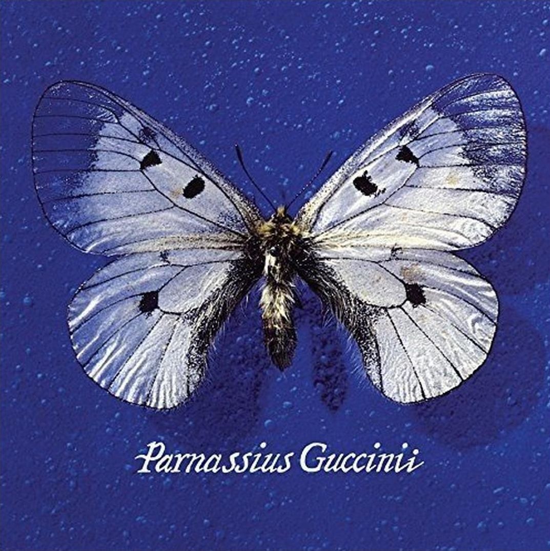 Parnassius Guccinii
