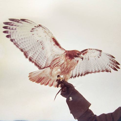 Wild Birds