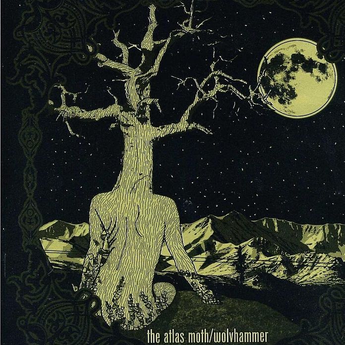 Atlas Moth/wolvhammer