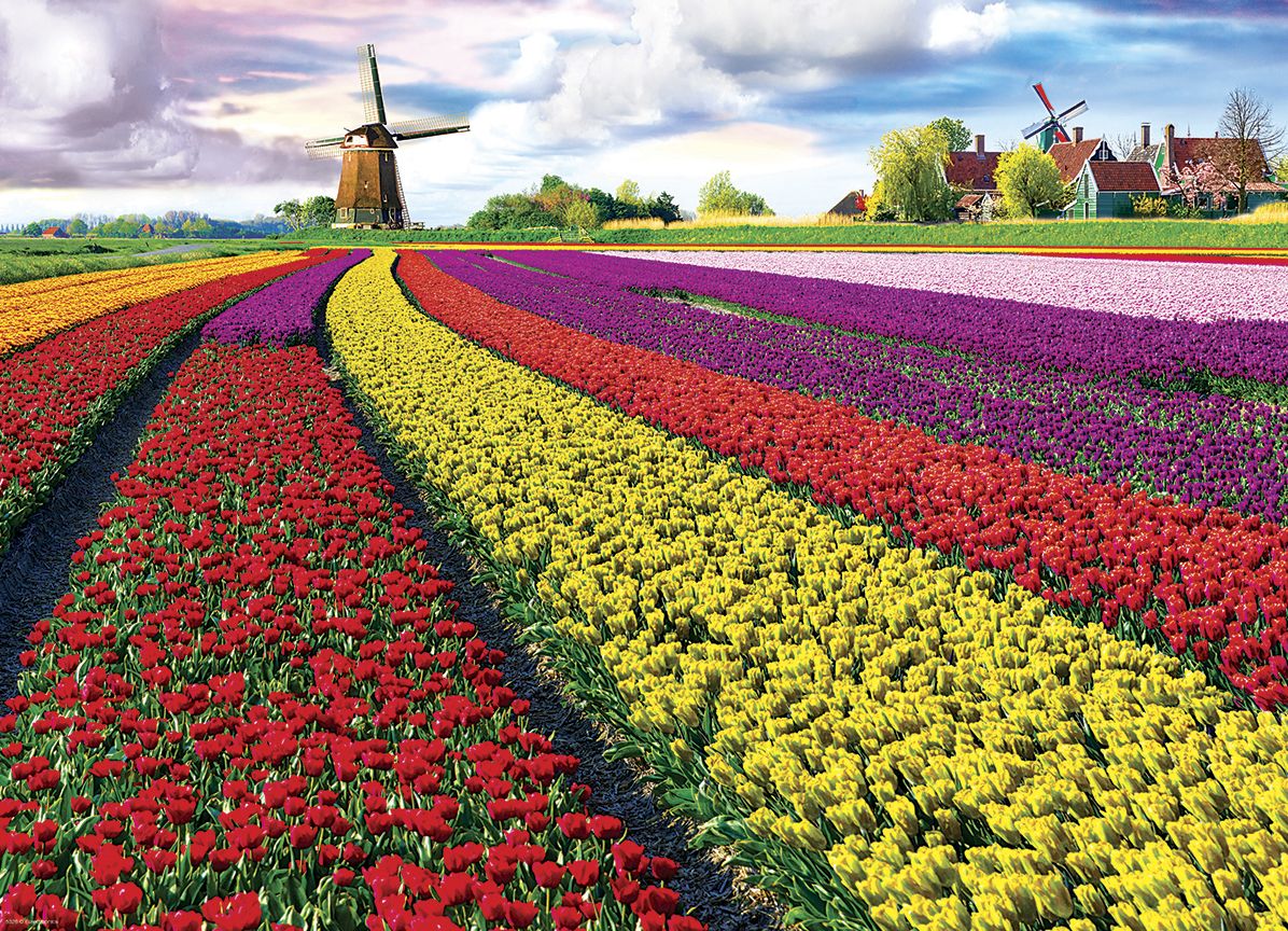 Tulip Fields Netherlands 1000 Piece Puzzle