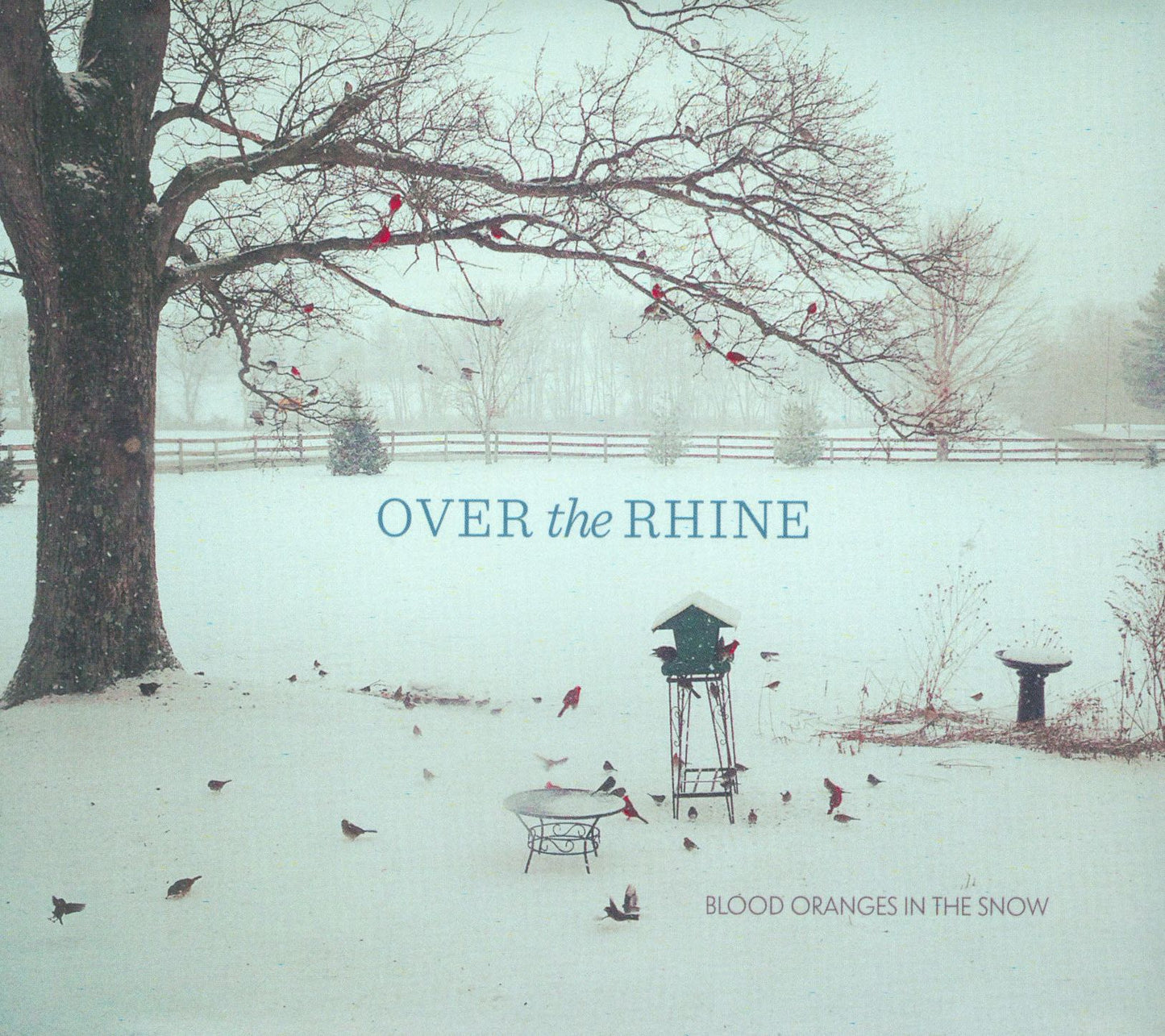 Blood Oranges In The Snow