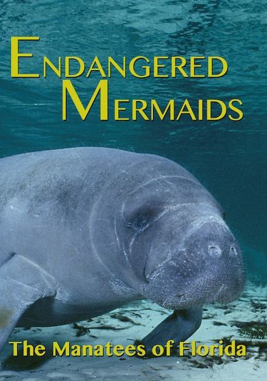 Endangered Mermaids: The Manatees of Florida