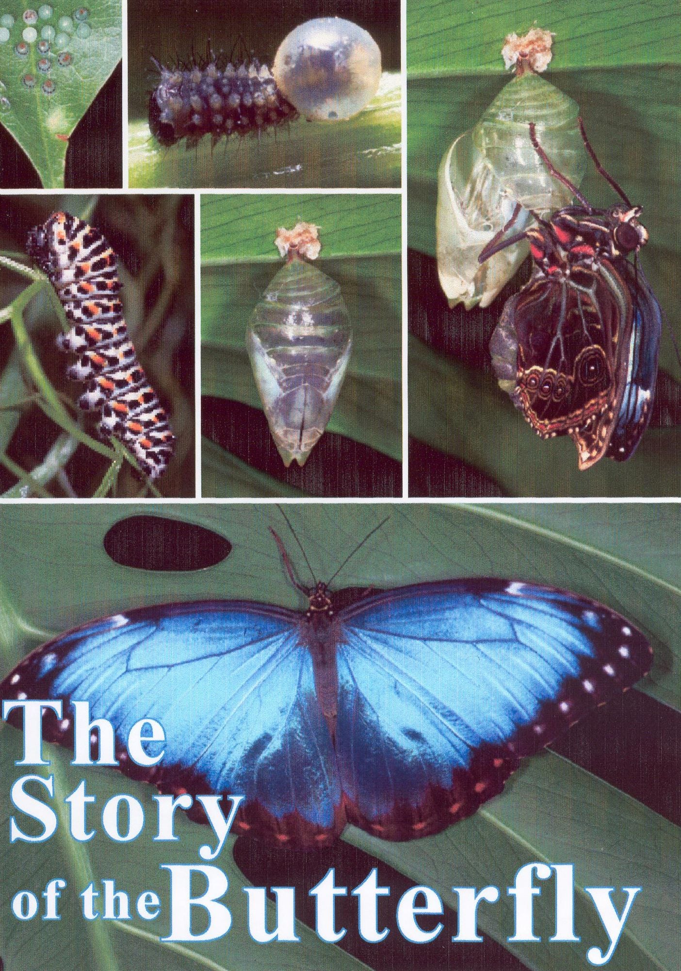 The Story of the Butterfly