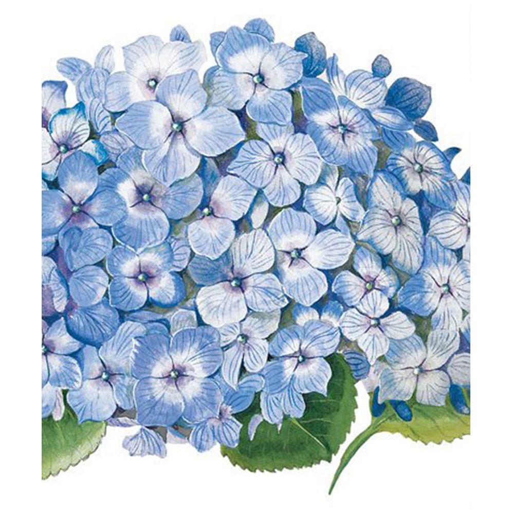 BLANK Museum Hydrangea