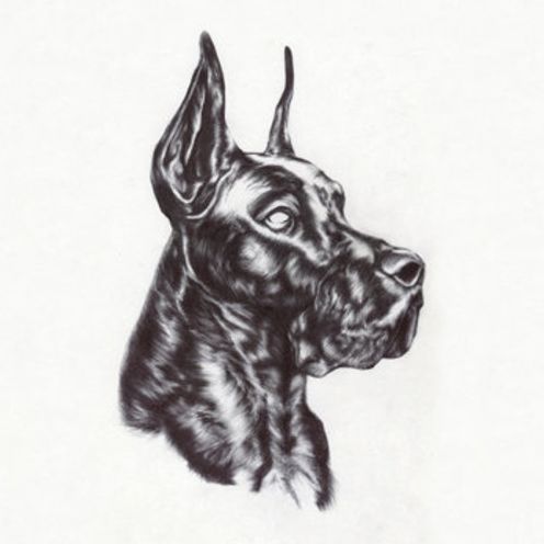 Alpha Dog