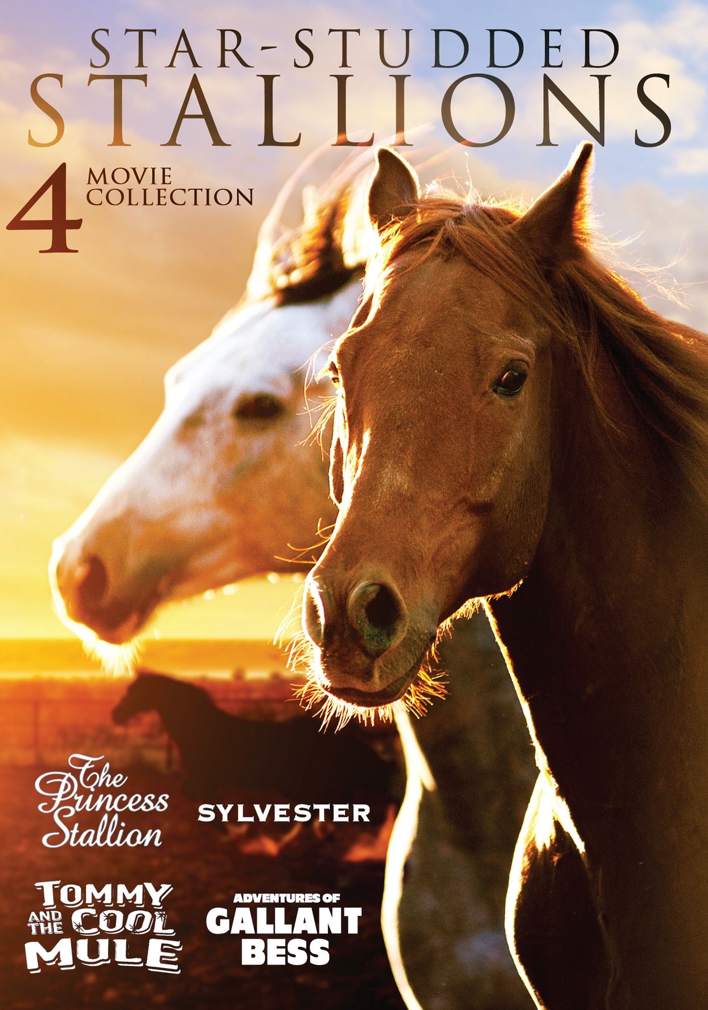 Star-Studded Stallions: 4 Heartwarming Horse Films