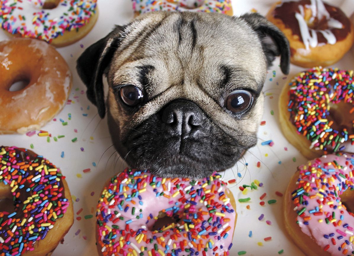 Doug the Pug