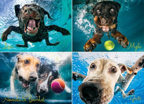 Underwater Dogs: Splash